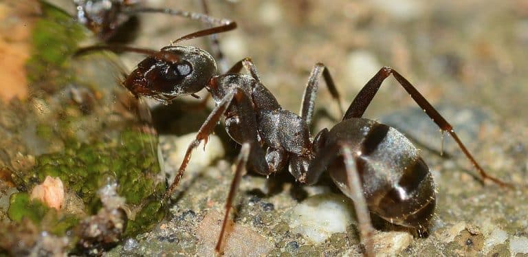 איך נפטרים מנמלים?