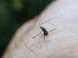 הדברת יתושים - יתוש על היד