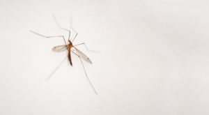 יתוש על הקיר