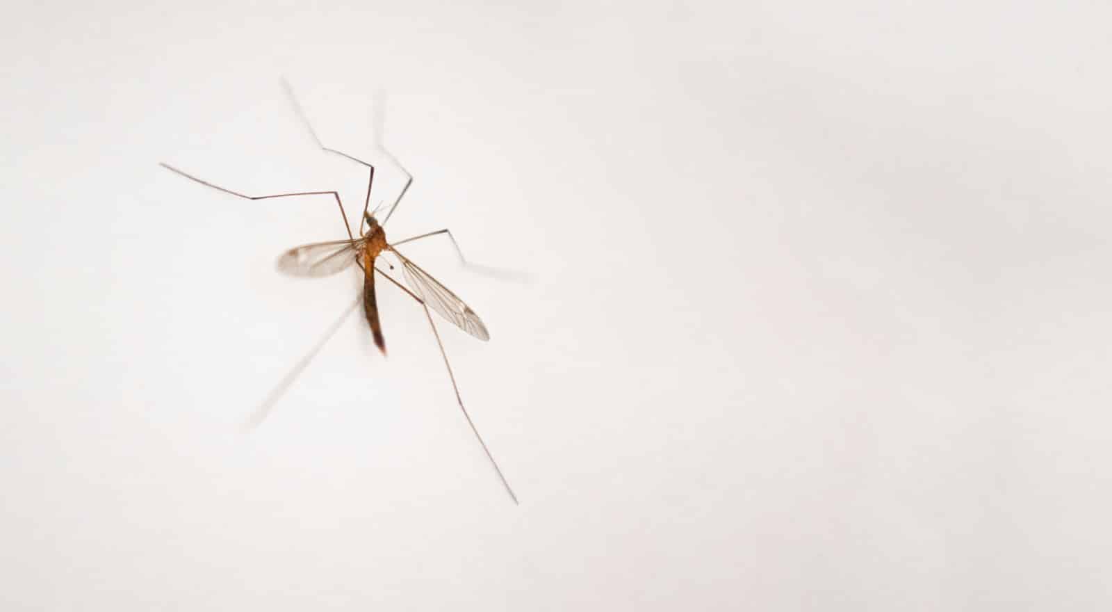 יתוש ענק (יתושים ענקיים)