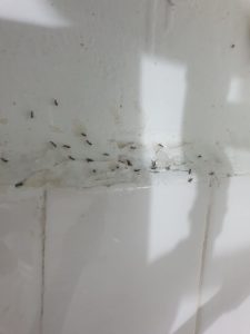 נמלים במקלחת