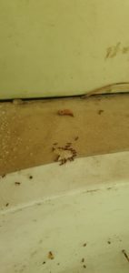 הדברת נמלים בג'ל, פיתיון ג'ל לנמלים הדברה ירוקה לנמלים