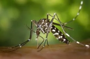 חומרי הדברה-יתוש נמר האסייתי