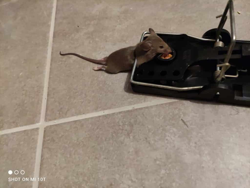 עכבר בבית נתפס על ידי מלכודת קפיץ