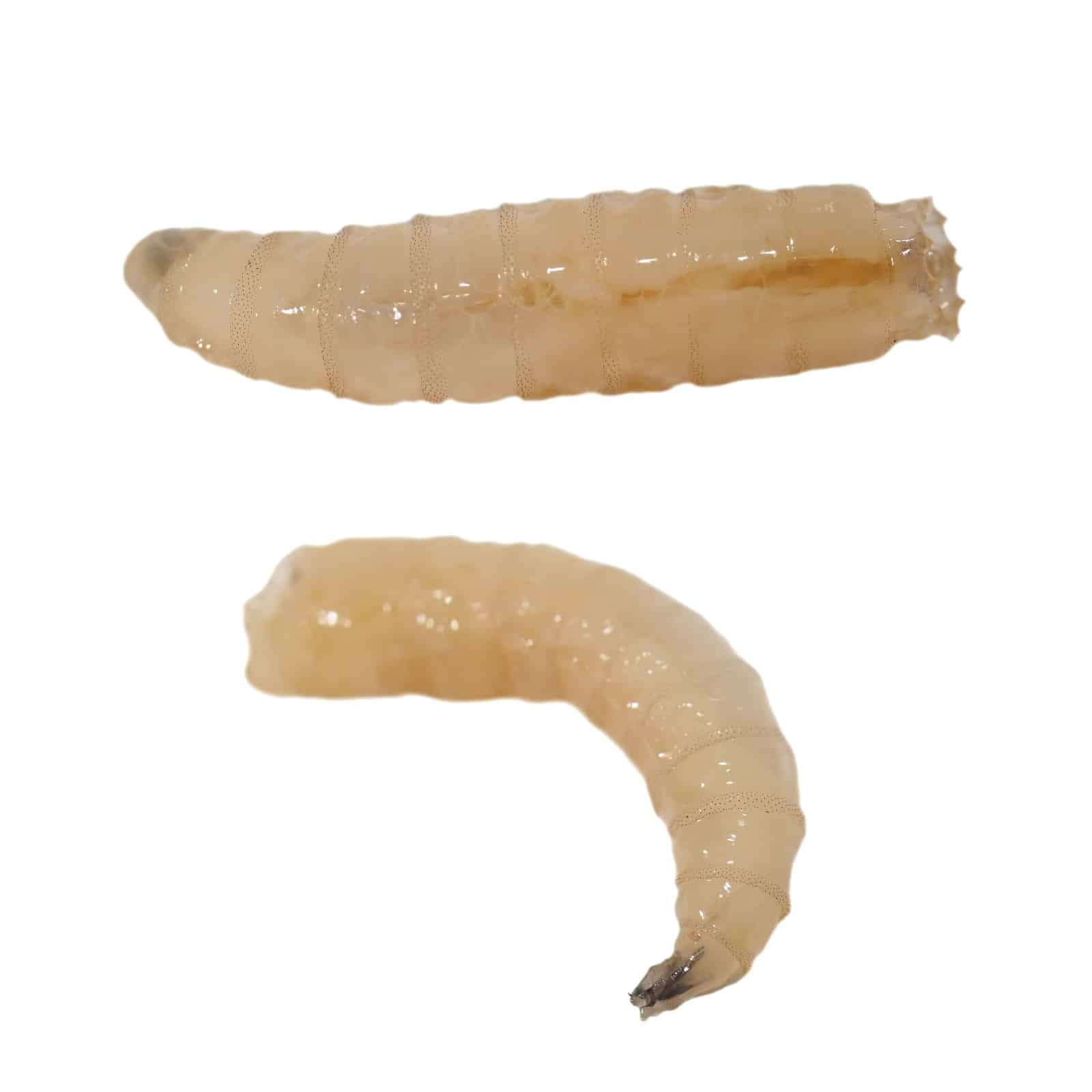 termite larvae vs maggots