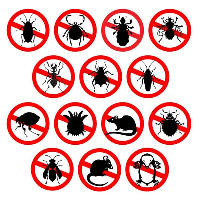 זיהוי מזיקים | זיהוי חרקים