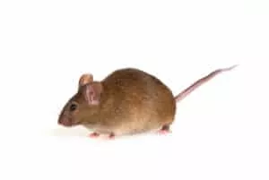 הדברת מזיקים-עכבר מצוי