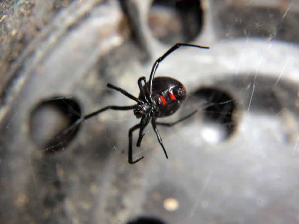 הדברת עכבישים - אלמנה שחורה