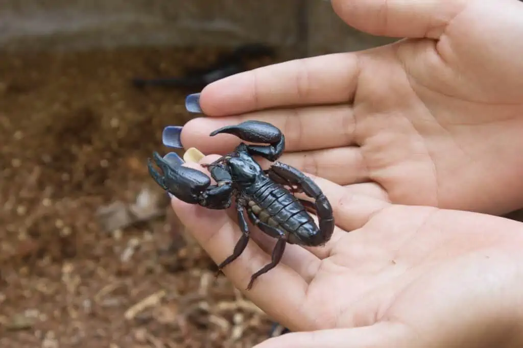 הדברת עקרבים - עקרב שחור