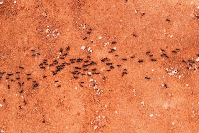 איך להיפטר מנמלים בגינתך - נמלים בחול