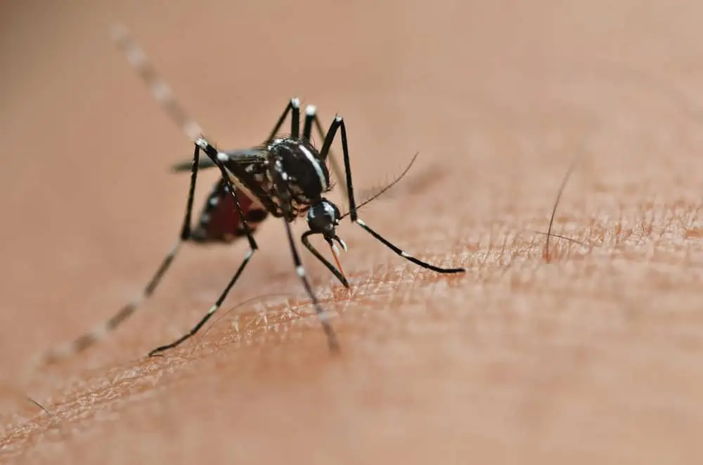 האם היתושים הענקיים נושכים? עקיצת יתוש