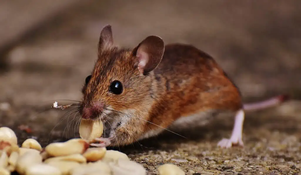 האם עכברים חוזרים - לאן שיגיע מזון כן - עכבר אוכל