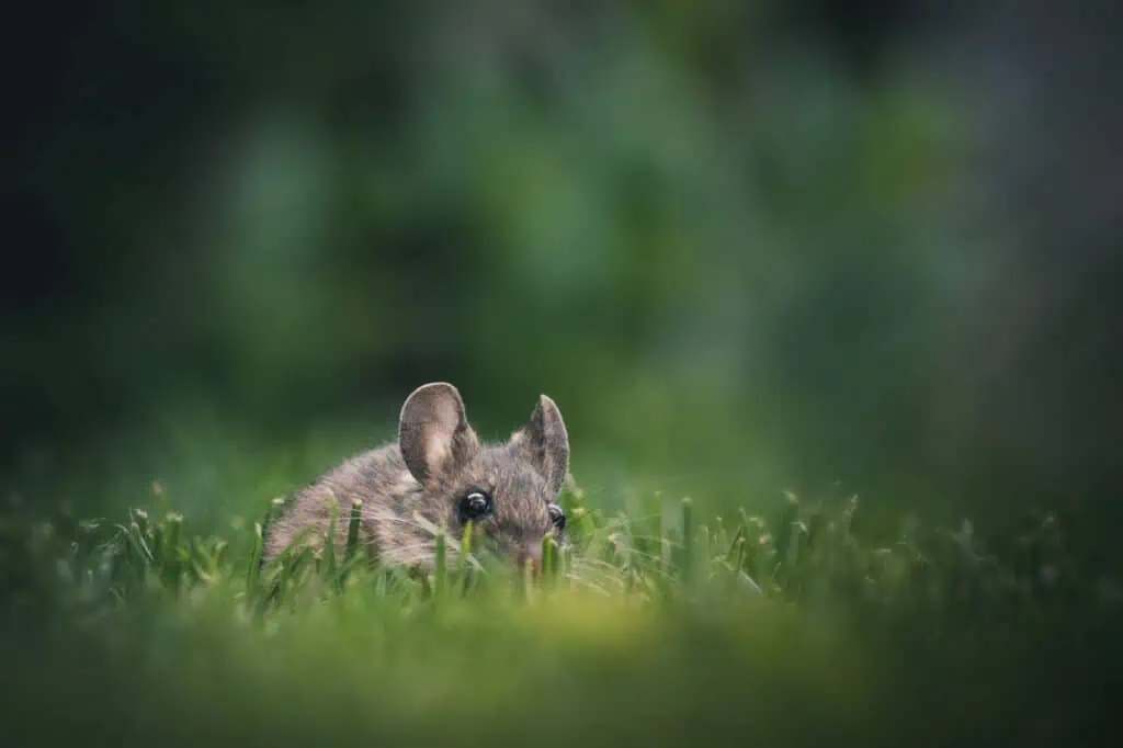 האם עכברים חוזרים - שחרור עכבר בשדה