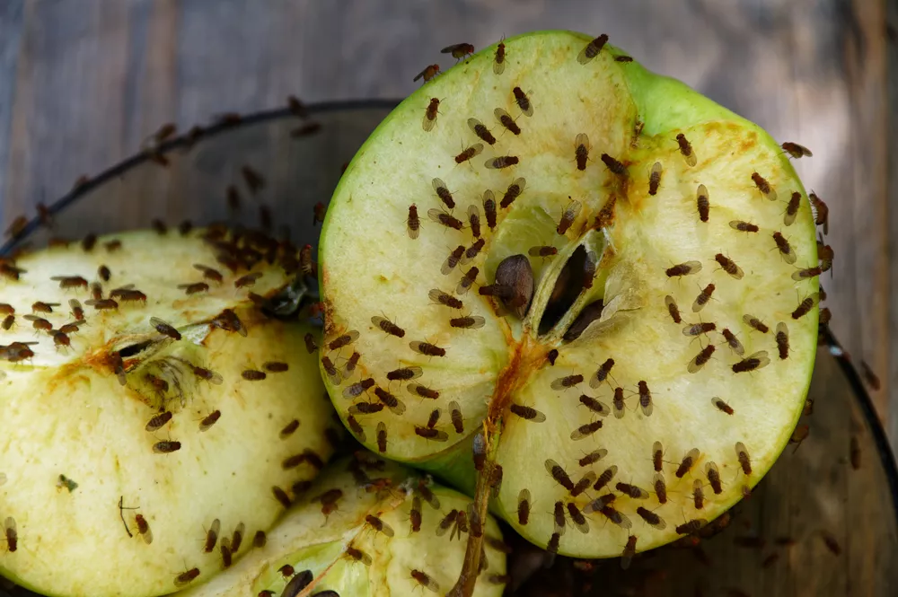 הדברת זבובונים ומעופפים - זבובי פירות (זבובי תסיסה) על תפוח