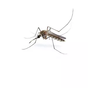 הדברת מזיקים - הדברת יתושים