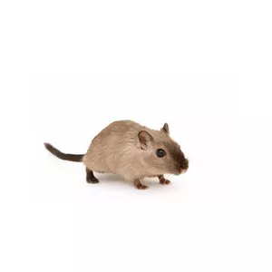הדברת מזיקים - הדברת עכברים