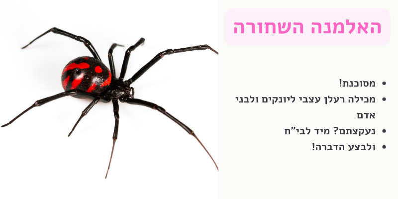 אלמנה שחורה - הדברת עכבישים