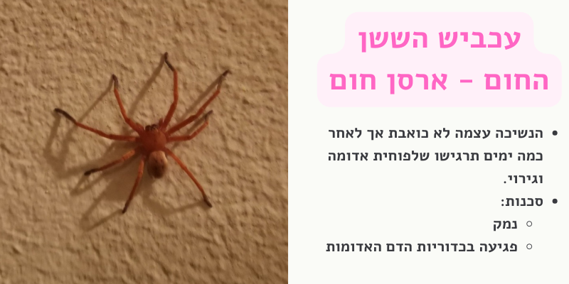 הדברת עכבישים - הששן החום, ארסן חום
