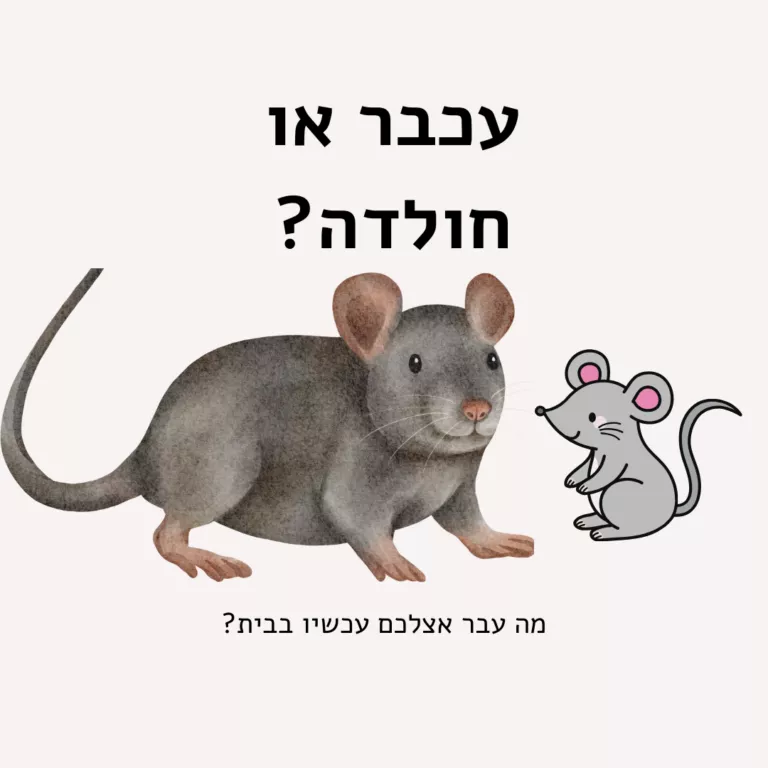 חולדה או עכבר?