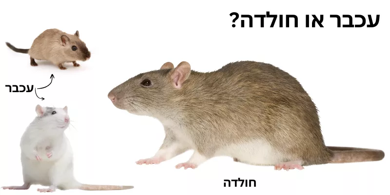 עכבר או חולדה? חולדה או עכבר? 